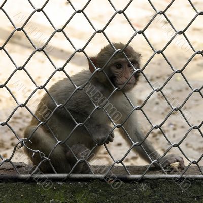 monkey in zoo