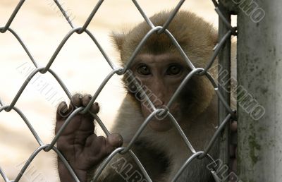 monkey in zoo monkey in zoo
