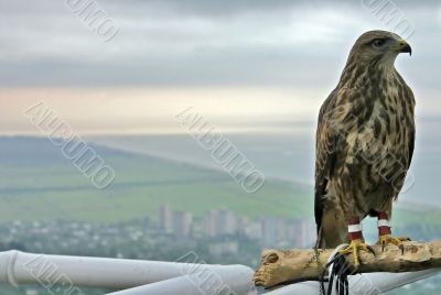 proud bird