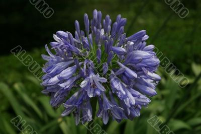 flower flower