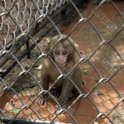 little monkey little monkey
