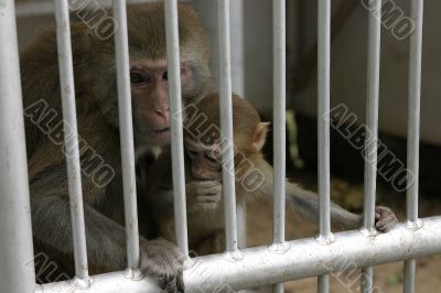 monkey monkey