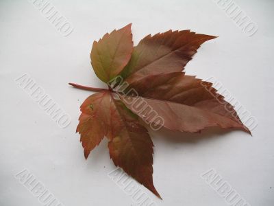 a decorative vine leaf