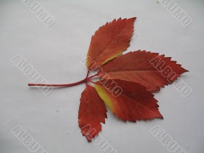 a decorative vines leaf