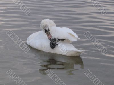 a swan trying to get off a metallic ring from its foot