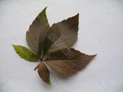 a decorative vines leaf