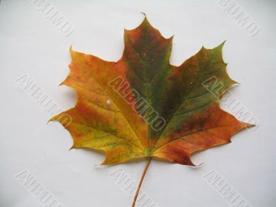 a coloured maple leaf