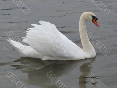 white swan mirroring in the water