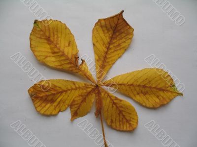 a chestnut leaf