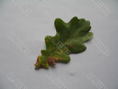 an oak leaf