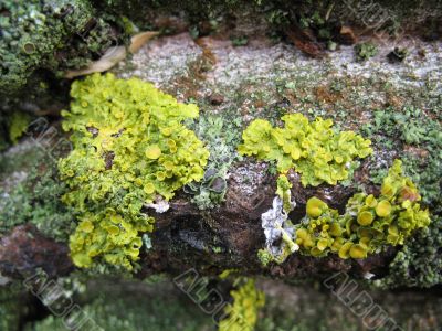 lichen on a bole