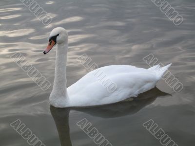 a swan swimming in the pond