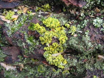 a lichen growing on a bole