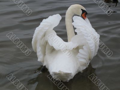 a swan drying its wings