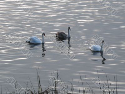 a family of swans