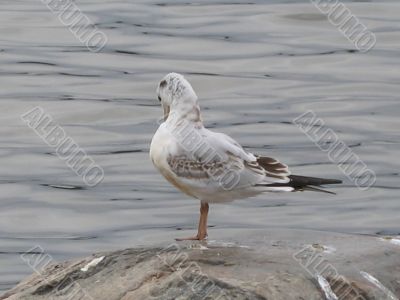 a seagull on a stone