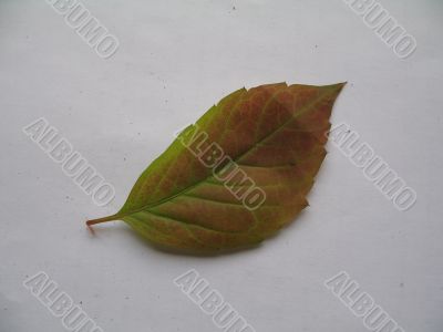 a decorative vines leaf