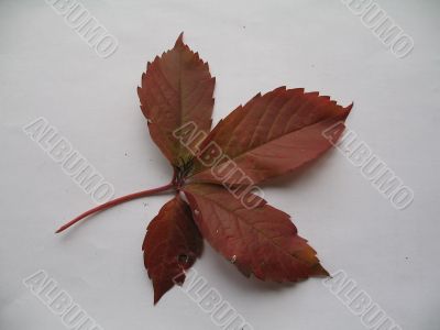 a decorative vines leaf