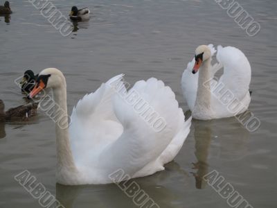 a couple of swans