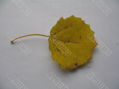 an apsen leaf