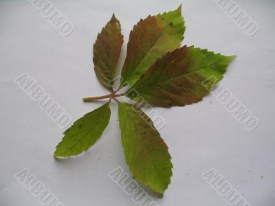 a decorative vines leaf