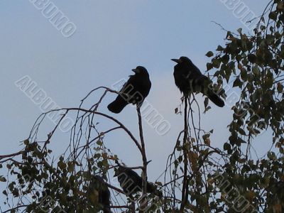 two crows sitting on the top of the tree