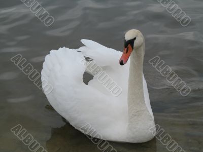a white swan