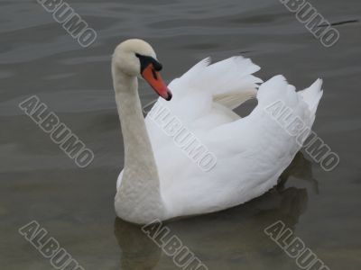 a single swan swimming in the pond