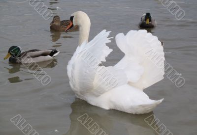 a graceful swan