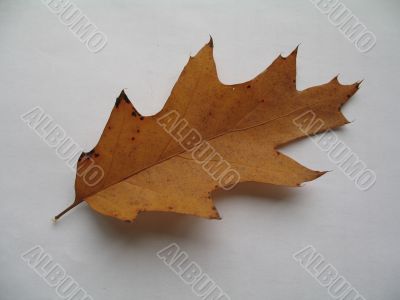 an oak leaf