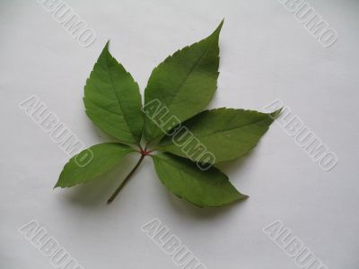 a decorative vines leaf