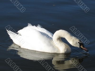 a white swan drinking the water