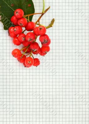 rowan berries on paper