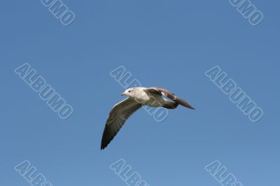 seagull in midflight