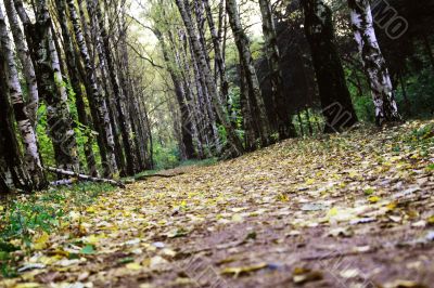 autumn road