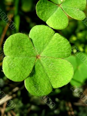 Leafs of clover