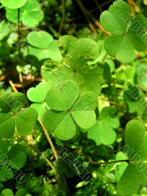 Leafs of clover