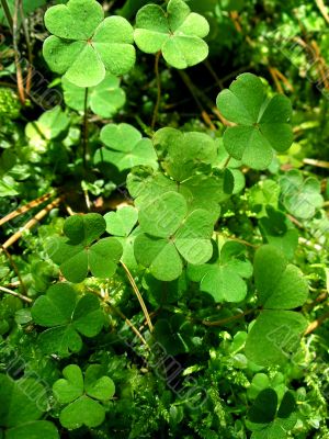 Leafs of clover