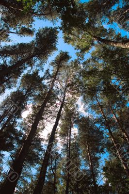 Forest, look skyward