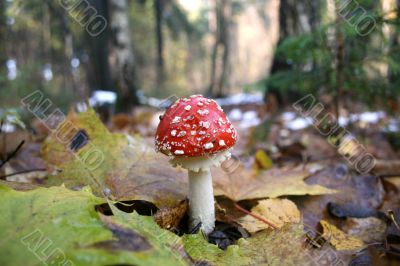 A red and white poisonous mushroom
