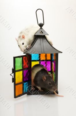 The rat lantern