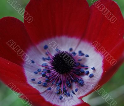 Red anemone