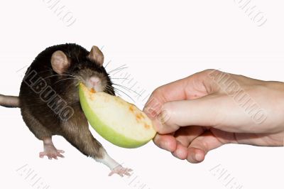 Rat tries to eat apple