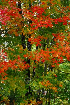 Fall Foliage