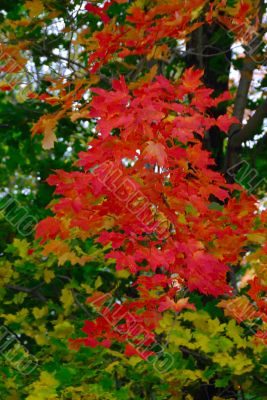 Fall Foliage