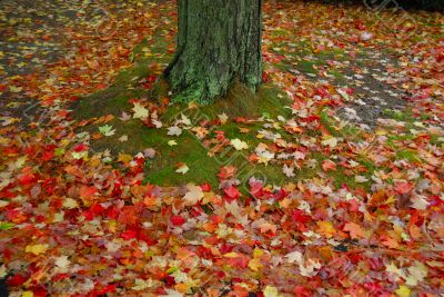 Fall Foliage