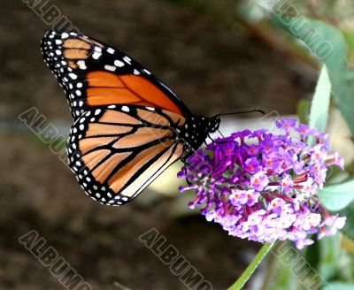 Monarch Butterfly