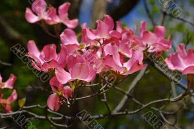 Spring flowers