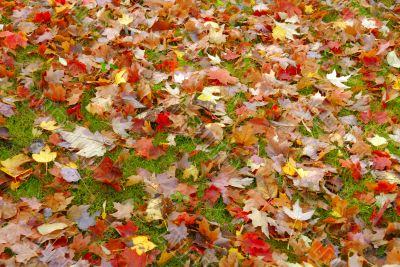 Fall Foliage