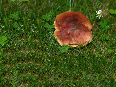 Mushroom